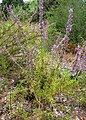 Trichostema lanatum