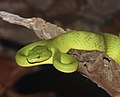 Trimeresurus insularis, dalla colorazione verde