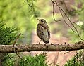 Fieldfare