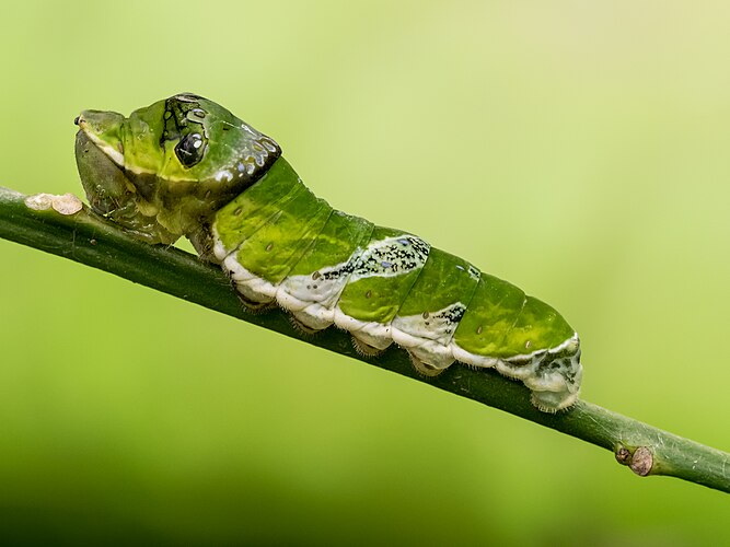 Гусеница бабочки Papilio demodocus