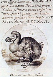 gravure monochrome d'un oiseau au bec imposant et crochu, à l'air étonné, surmontée d'une inscription en latin