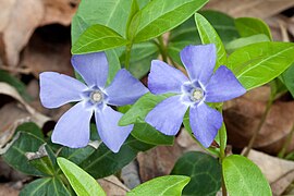 Vinca minor, la petite pervenche