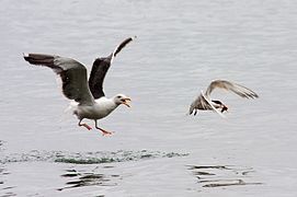 Western gull in pursuit of an elegant tern