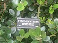 Yeddo-Hawthorn tree at Brooklyn Botanic Garden in New York City