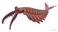 Image 8Anomalocaris canadensis is one of the many animal species that emerged in the Cambrian explosion, starting some 539 mya, and found in the fossil beds of the Burgess shale. (from Animal)