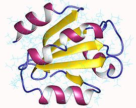 Image illustrative de l’article Thiorédoxine