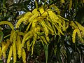 Acacia leiocalyx inflorescences, 7th Brigade Park, Chermside, Queensland.