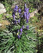 A. napellus, dans les Pyrénées-Orientales.