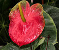 Spathe d'Anthurium hookeri.