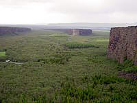 Une des rares forêts islandaises à Asbyrgi.