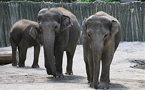 Asian elephants (Elephas maximus)