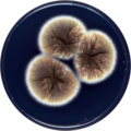 Aspergillus miraensis growing on CYA plate