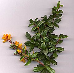 Description de l'image Berberis darwinii shoot.jpg.