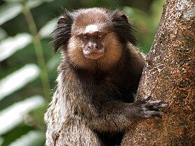 Exemplar no Zoológico de Belo Horizonte, em Belo Horizonte, Minas Gerais