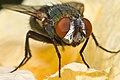 blowfly close-up