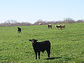 Atascosa County has long been cattle country