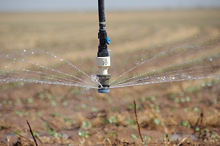 Ajutage sur un système d'irrigation dans une culture de coton