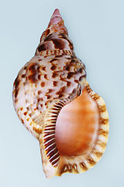 Charonia tritonis sequenza