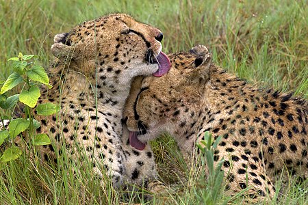 Cheetahs grooming each other, by Arturo de Frias Marques