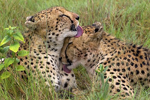 Two cheetah cubs grooming by licking each other