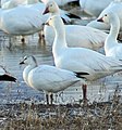 Immature Ross's Goose (small at left) with Lesser Snow Geese, Bosque del Apache