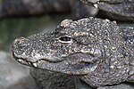 Naturreservat des China-Alligators