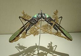 Cicadas en el Museo Calouste Gulbenkian, Lisboa, Portugal