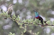 two sunbirds; the one on the left pale greyish-brown with dark-streaked cream white underparts, and the one on the right with brownish body, blue-green head and mantle, and red and purple bands on breast