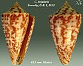 Conus regularis Sowerby, G.B. I, 1833