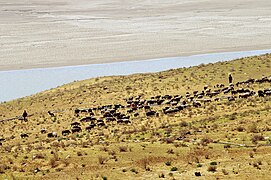 O río ao seu paso por Corasmia