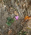 Cyclamen purpurascens in Bled