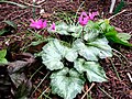 Cyclamen repandum 'Silver Leaf'