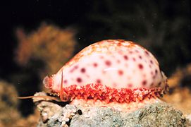 El gasterópodo marino Cypraea chinensis con el manto parcialmente extendido.