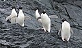 Pingüinos en la isla