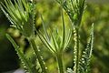 Schlitzblatt-Karde (Dipsacus laciniatus), Blütenköpfe