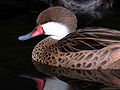 Pato quijada colorada (Anas bahamensis)