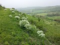 Crambe tataria