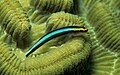 Caribbean cleaning goby Elacatinus evelynae
