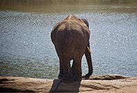 Elephant at lakeside