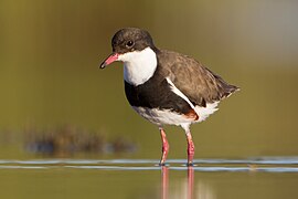 Erythrogonys cinctus - Chiltern