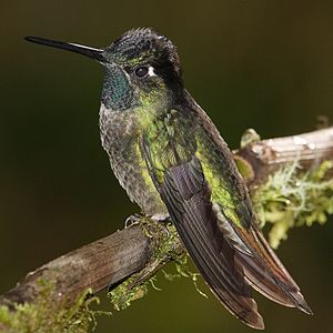 Rivoli's hummingbird, by Mdf