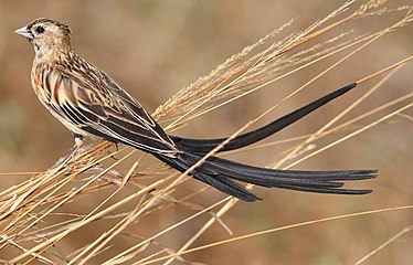 Immature male beginning to transition to adult plumage