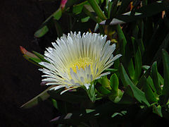 Figuier des Hottentots Carpobrotus edulis