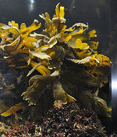 Description de l'image Fucus serratus alive.jpg.