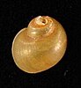 Buffalo pebble snail