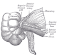 Superior ileocecal fossa.