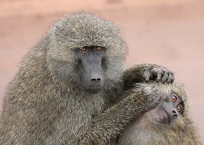 Olive baboons during social grooming, by Muhammad Mahdi Karim (edited by Papa Lima Whiskey)