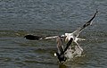 Gull attacking a coot – this gull is probably going after the bread or other food item in the bill of this American coot, though great black-backed gulls are known to kill and eat coots.