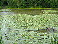 Hunstrete Lake