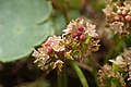 Flowering Hydrocotyle vulgaris